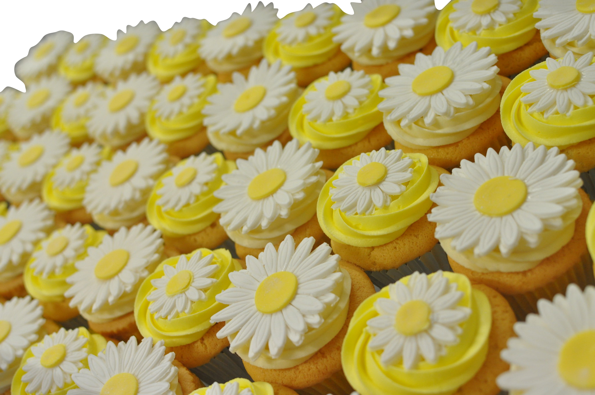 Sunflower Theme Cupcakes - Pack of 6